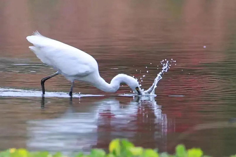 ͼƬ